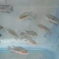 آکواریوم و ماهی و لوازم|ماهی|قروه, |دیوار