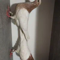کفتر جوجه|پرنده|تهران, کوثر|دیوار