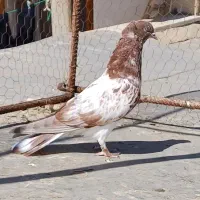 کفتر کاکُل فرفری