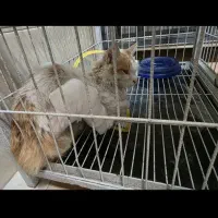 واگذاری رایگان گربه|گربه|کرج, جهانشهر|دیوار