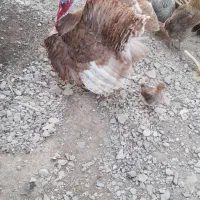 حیوانات مزرعه