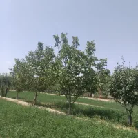 زمین باغی فنس کشی شده سند تک برگ