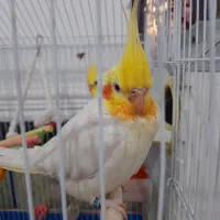 عروس هلندی لوتینو