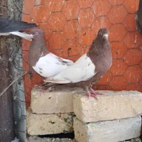 ماده رنگی|پرنده|شیراز, گل سرخ|دیوار