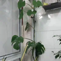 رژ لب|آرایشی، بهداشتی، درمانی|سرپل ذهاب, |دیوار