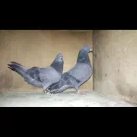 دوتا سبز هما