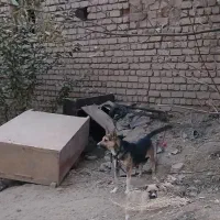 سگ گرگی ماده