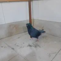 کبوتر نر آبادانی|پرنده|قروه, |دیوار