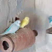 مرغ عشق|پرنده|عجب شیر, |دیوار