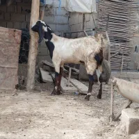 بز دورگ محلی