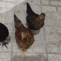 مرغ و خروس|حیوانات مزرعه|مشهد, سجاد شهر|دیوار