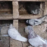 کبوتر زینتی|پرنده|بوئین زهرا, |دیوار