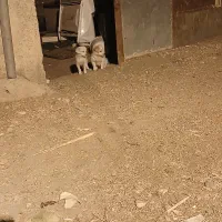 پاکوتاه‌
