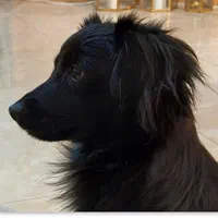 گمشده از یابنده تقاضا میشود اطلاع دهد|حیوانات|کهریزک, |دیوار