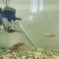 ماهی اسکات سیچلاید کالر ویدو مولی