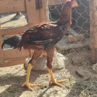 یک خروس لاری و دوتا مرغ لاری 5 ماهه نسل دار