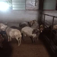 بره نر و گوسفند داشتی