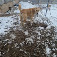 سلام یک عدد سگ نگهبانی وگلگی|سگ|بیرجند, |دیوار