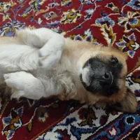 دوتا سگ پاپی بامزه و شیطون|سگ|کاشان, کارگر|دیوار