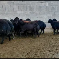 25راس بره ماده و شیشک