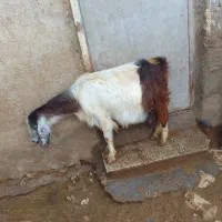 میش.|حیوانات مزرعه|کرمانشاه, |دیوار