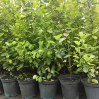 گل شمشاد|گل و گیاه طبیعی|شاندیز, |دیوار