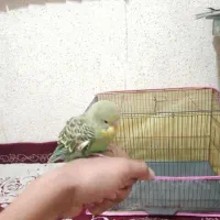 مرغ عشق جوجه خیلی دستی|پرنده|مرودشت, مسکن مهرگان|دیوار