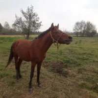 اسب|اسب و تجهیزات اسب‌سواری|صومعه‌سرا, |دیوار