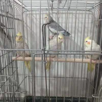 عروس هلندی خونگی دستی شده|پرنده|تهران, هفده شهریور|دیوار