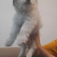 فروش توله سگ شیتزو|سگ|فیروزآباد (فارس), |دیوار