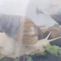 حلزون آچاتینا البینو|خزنده|همدان, |دیوار