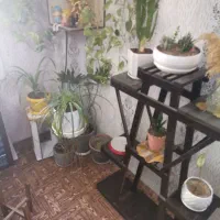 استند گل با تعدادی گل به فروش میرسد|گل و گیاه طبیعی|شیراز, منطقه هوایی شهید دوران|دیوار