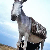 شیر خر موجود است