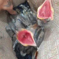 جوجه مینا گردن بور نوک قرمز