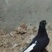سیاه دمسفید نر اس اس