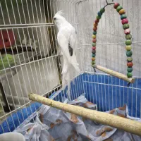 عروس هلندی سخنگو البینو|پرنده|شاهینشهر, فردوسی|دیوار