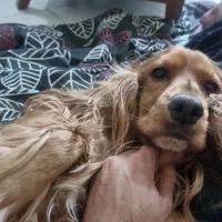 سگ کوکراسپانیش