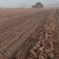 چغندر فروشی داخل زمین