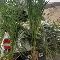 فروش درخت خرما|گل و گیاه طبیعی|اصفهان, اصفهانک|دیوار