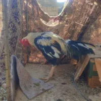 لاری اصیل|حیوانات مزرعه|نقده, |دیوار