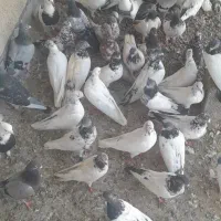 کبوتر