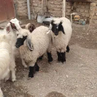 چهار عدد بزقاله دو عدد بره|حیوانات مزرعه|نیمروز, |دیوار