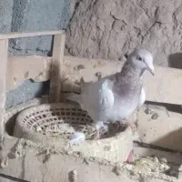 کبوتر|پرنده|جلگه رخ, |دیوار