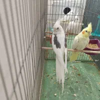 جفت عروس هلندی دوکت آلبینو سخنگو رو تخم|پرنده|بوکان, |دیوار