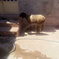 شیشک کله زنگی با بره ماده بزرگ سیاه