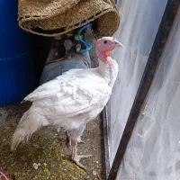 بوقلمون گوشتی ۲ ماهه
