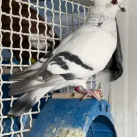 شامی سوری کاکلی عتیقه، نر ،جوون پرشی، زدو خوردی