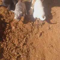 تولههای نر|سگ|میاندوآب, |دیوار