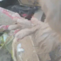 ۱۲۳۴