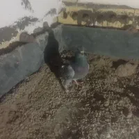 1550|پرنده|مشهد, علی آباد|دیوار